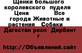 Щенки большого (королевского) пуделя › Цена ­ 25 000 - Все города Животные и растения » Собаки   . Дагестан респ.,Дербент г.